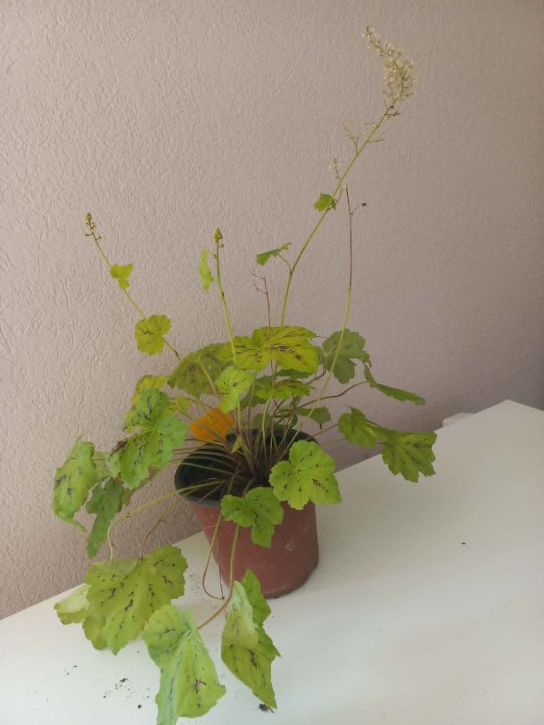 Heuchera Tapestry sa srebrno-plavičastim listovima i ljubičastim žilama