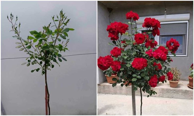 Ruža stablašica Sačma