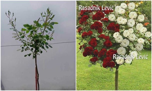 Nina vejbul i Edelvajs