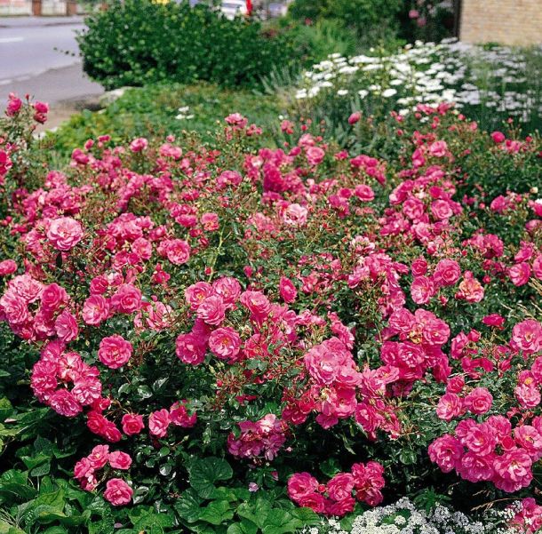 Red Jestrdej (Red Yesterday)