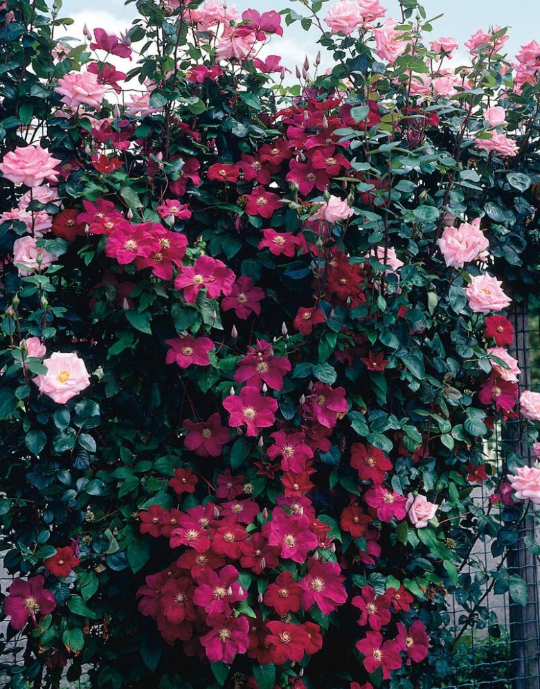 klematis-clematis-rouge-cardinal
