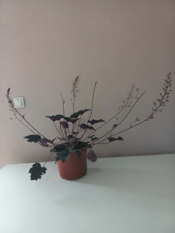 Heuchera Palace Purple sa purpurno-bronzanim dekorativnim lišćem