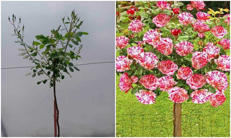 Papageno ruža stablašica